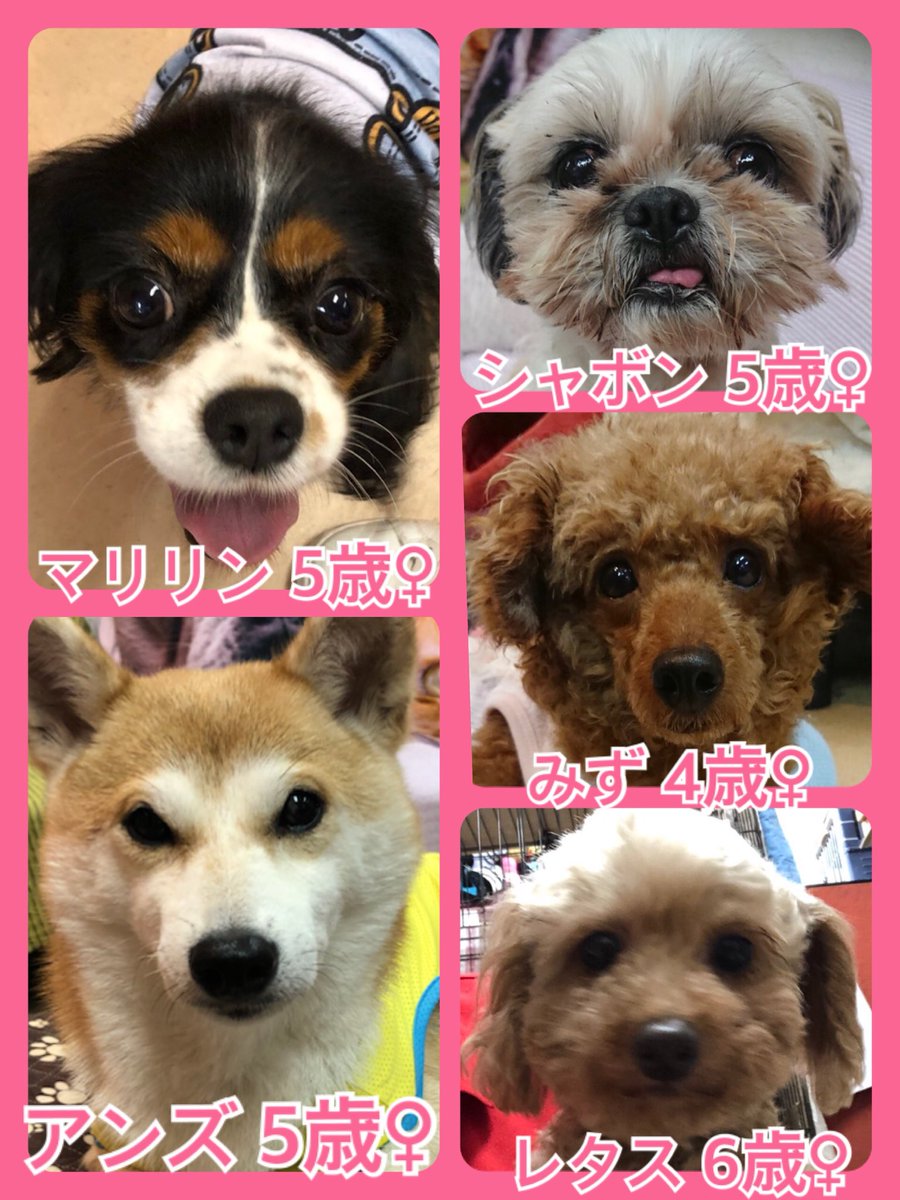 🐾新メンバーもやってきたよ🐾今日の里親様募集中ワンコ🐶メンバーです🐾2019,8,13